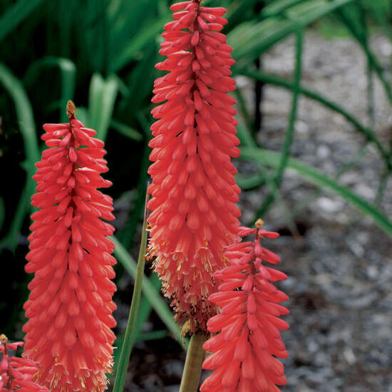 Kniphofia uvaria-6 augi podiņos